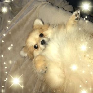 Meet your Posher, Casey